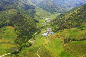 桐木麻粟老枞红茶茶园  