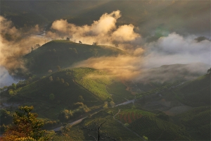 福鼎太姥山生态白茶基地晨雾   