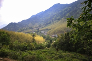 桐木麻粟老枞红茶茶园    