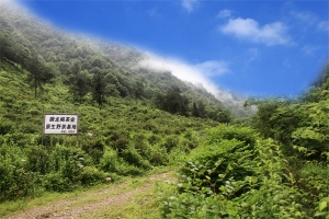 黄岗山野茶基地