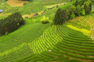 福鼎白茶茶山 