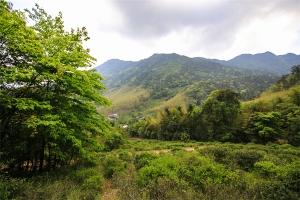 桐木麻粟老枞红茶茶园 