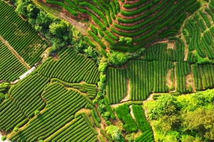 竹林边高山乌龙茶园