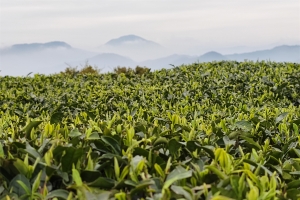 太姥高山茶园云雾环绕芽头生机勃勃